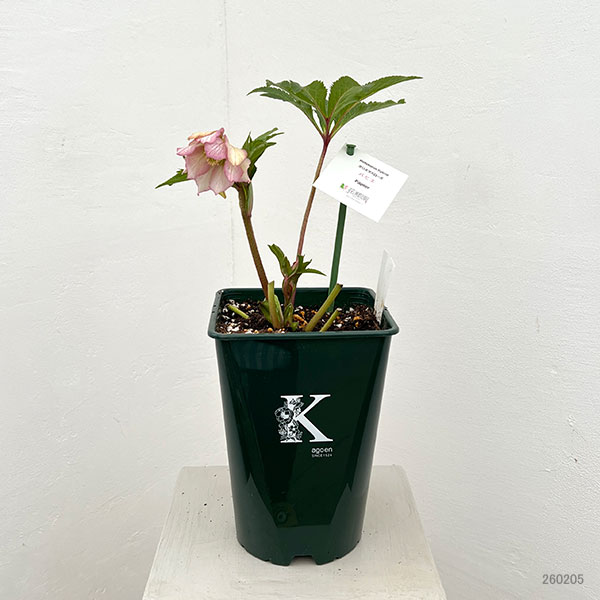 花郷園さんのクリスマスローズ：26-42パピエ5号スクエア鉢【現品販売】