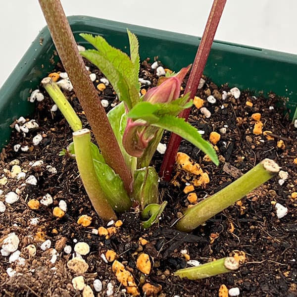 花郷園さんのクリスマスローズ：26-42パピエ5号スクエア鉢【現品販売】