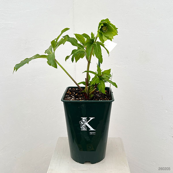 花郷園さんのクリスマスローズ：26-43パピエグリーン5号スクエア鉢【現品販売】