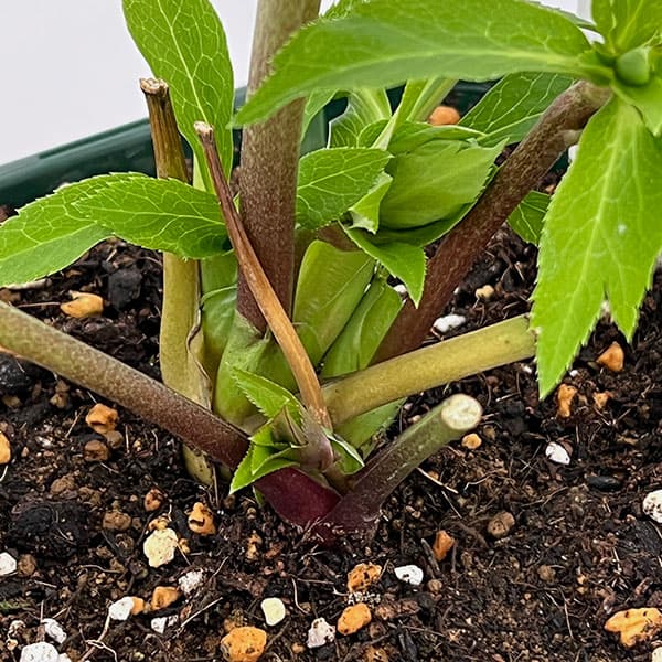 花郷園さんのクリスマスローズ：26-43パピエグリーン5号スクエア鉢【現品販売】