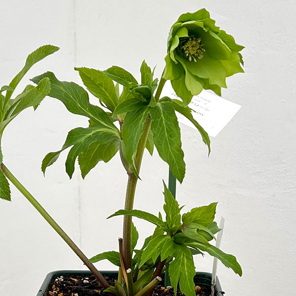 花郷園さんのクリスマスローズ：26-43パピエグリーン5号スクエア鉢【現品販売】