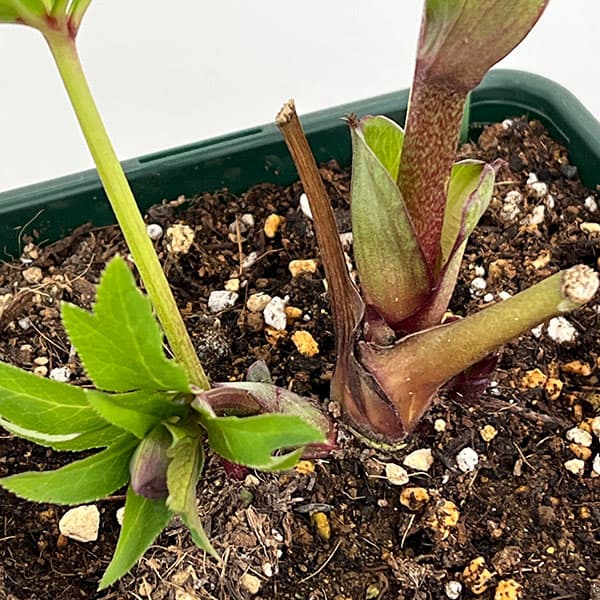 花郷園さんのクリスマスローズ：26-44パピエグリーン5号スクエア鉢【現品販売】