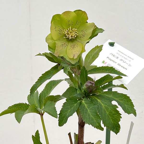 花郷園さんのクリスマスローズ：26-44パピエグリーン5号スクエア鉢【現品販売】