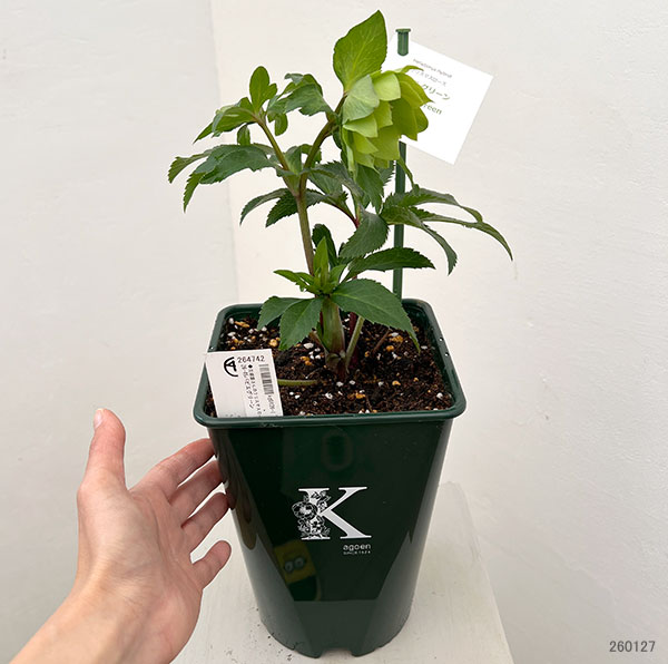 花郷園さんのクリスマスローズ：26-45パピエグリーン5号スクエア鉢【現品販売】