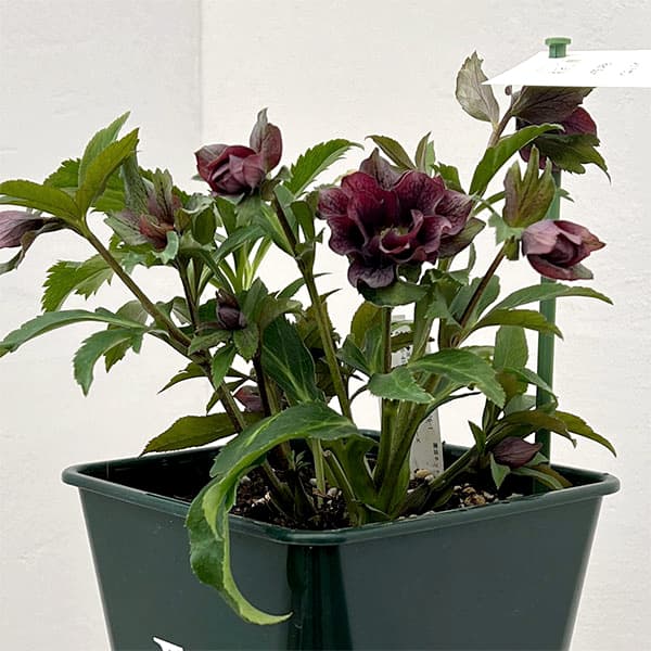 花郷園さんのクリスマスローズ：26-46レッドサン5号スクエア鉢【現品販売】