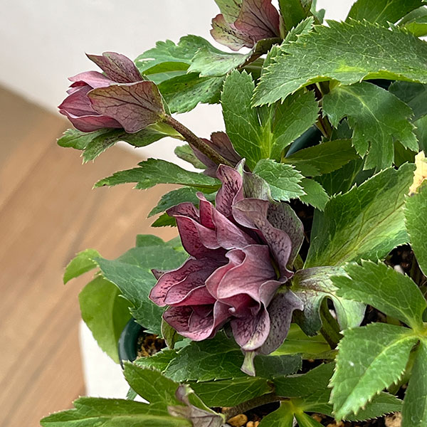 花郷園さんのクリスマスローズ：26-46レッドサン5号スクエア鉢【現品販売】