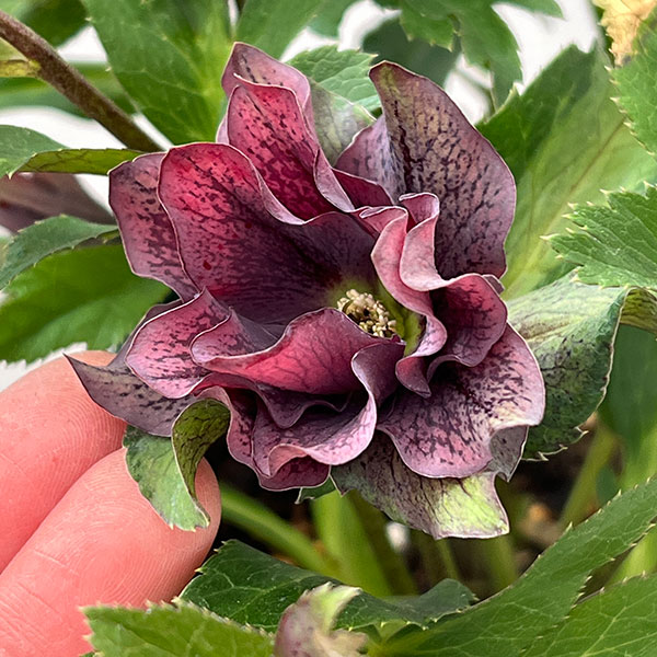 花郷園さんのクリスマスローズ：26-46レッドサン5号スクエア鉢【現品販売】