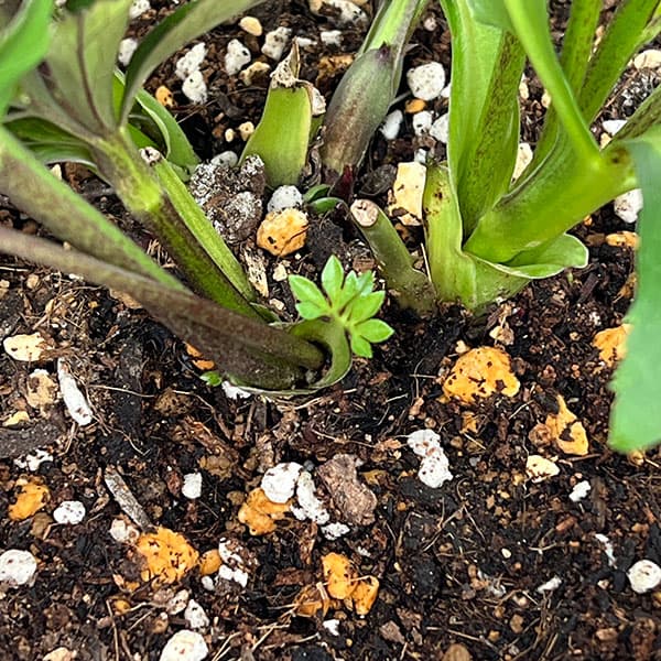 花郷園さんのクリスマスローズ：26-46レッドサン5号スクエア鉢【現品販売】