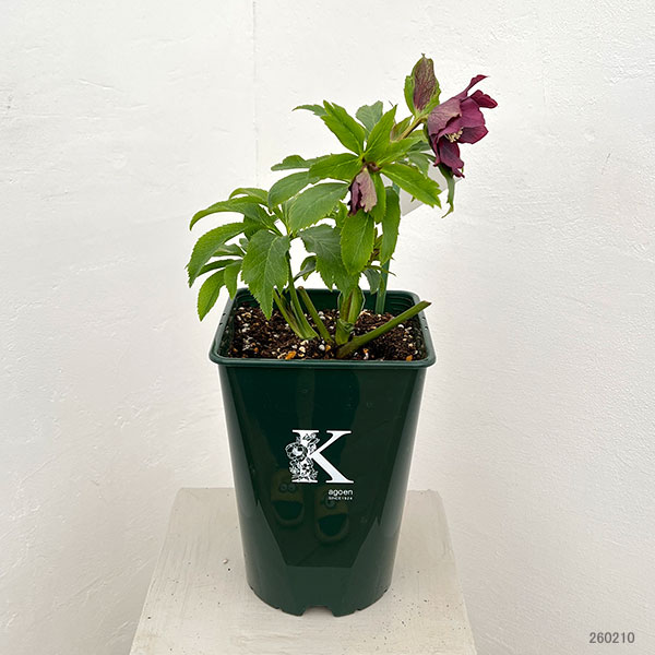 花郷園さんのクリスマスローズ:26-47レッドサン5号スクエア鉢【現品販売】