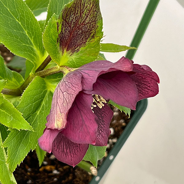 花郷園さんのクリスマスローズ:26-47レッドサン5号スクエア鉢【現品販売】