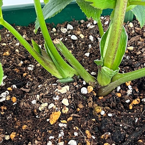 花郷園さんのクリスマスローズ:26-47レッドサン5号スクエア鉢【現品販売】