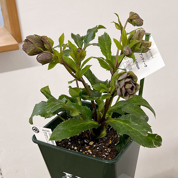 花郷園さんのクリスマスローズ:26-48パピエアンティーク5号スクエア鉢