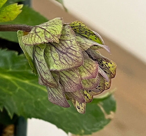 花郷園さんのクリスマスローズ:26-48パピエアンティーク5号スクエア鉢