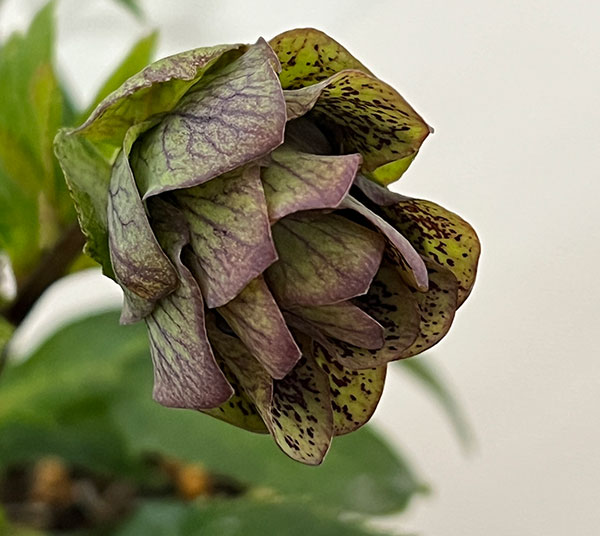 花郷園さんのクリスマスローズ:26-48パピエアンティーク5号スクエア鉢