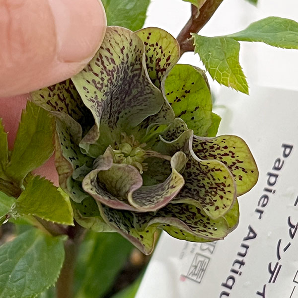 花郷園さんのクリスマスローズ:26-48パピエアンティーク5号スクエア鉢