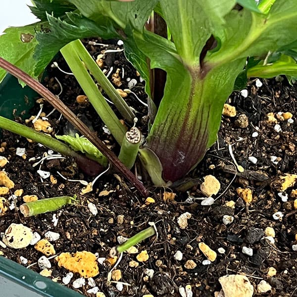 花郷園さんのクリスマスローズ:26-48パピエアンティーク5号スクエア鉢