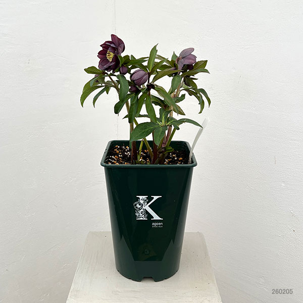 花郷園さんのクリスマスローズ：26-49パリエッタ5号スクエア鉢【現品販売】