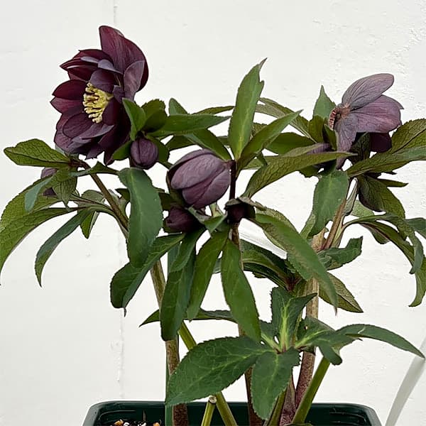 花郷園さんのクリスマスローズ：26-49パリエッタ5号スクエア鉢【現品販売】