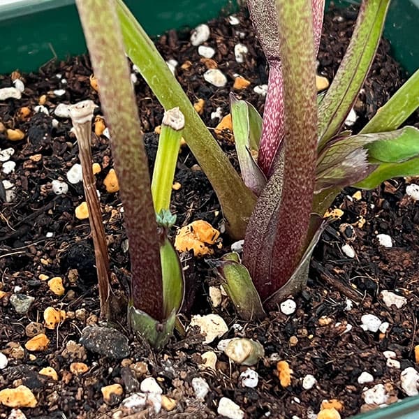 花郷園さんのクリスマスローズ：26-49パリエッタ5号スクエア鉢【現品販売】