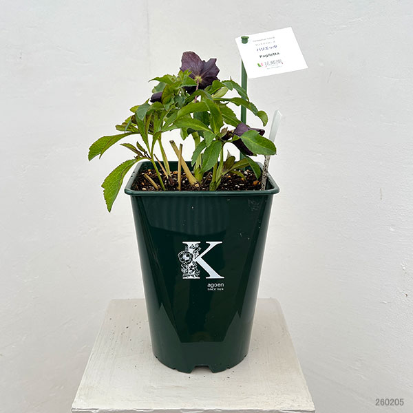 花郷園さんのクリスマスローズ：26-50パリエッタ5号スクエア鉢【現品販売】