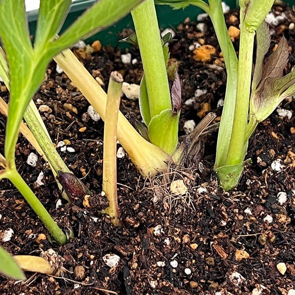 花郷園さんのクリスマスローズ：26-50パリエッタ5号スクエア鉢【現品販売】