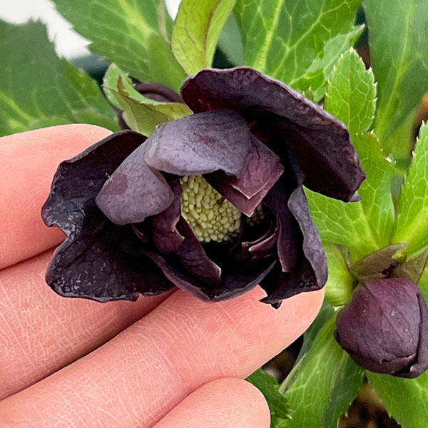 花郷園さんのクリスマスローズ：26-50パリエッタ5号スクエア鉢【現品販売】