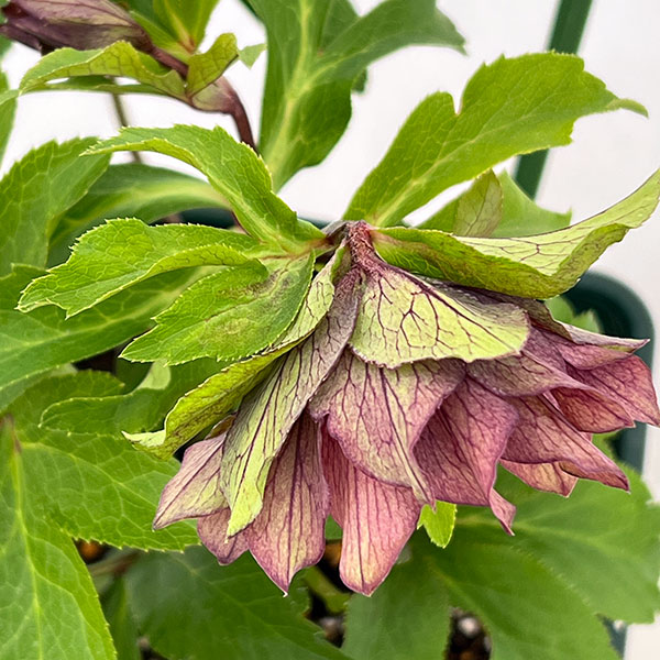 花郷園さんのクリスマスローズ:26-51パピエアンティーク5号スクエア鉢【現品販売】