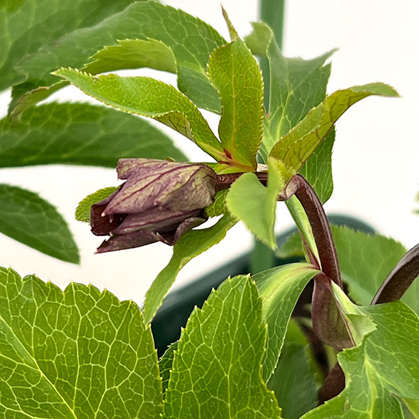 花郷園さんのクリスマスローズ:26-51パピエアンティーク5号スクエア鉢【現品販売】