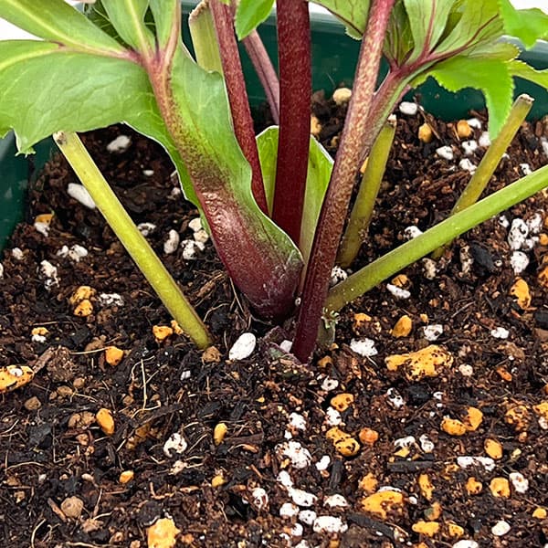 花郷園さんのクリスマスローズ:26-51パピエアンティーク5号スクエア鉢【現品販売】