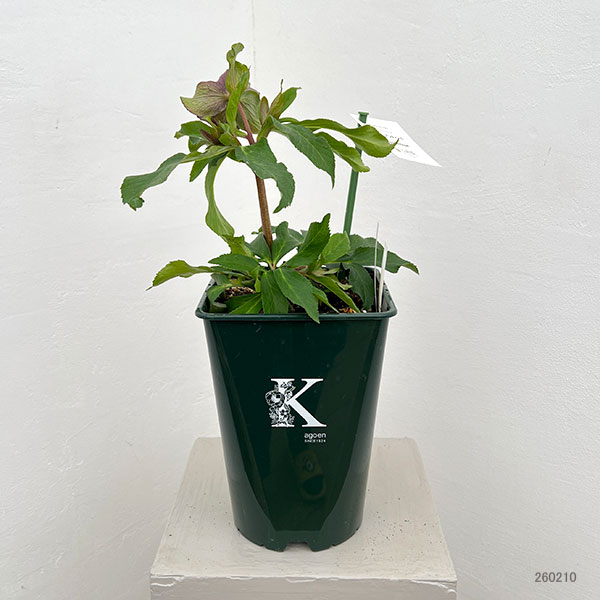 花郷園さんのクリスマスローズ:26-52パピエアンティーク5号スクエア鉢【現品販売】