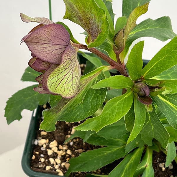 花郷園さんのクリスマスローズ:26-52パピエアンティーク5号スクエア鉢【現品販売】