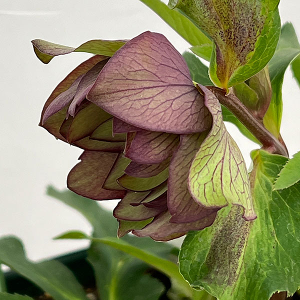 花郷園さんのクリスマスローズ:26-52パピエアンティーク5号スクエア鉢【現品販売】