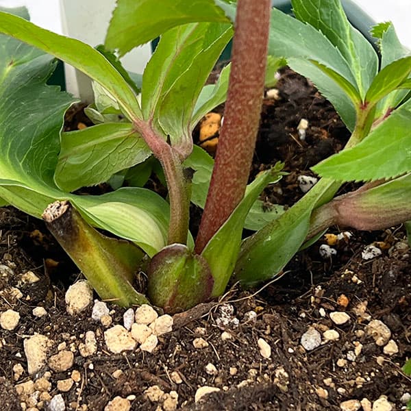 花郷園さんのクリスマスローズ:26-52パピエアンティーク5号スクエア鉢【現品販売】