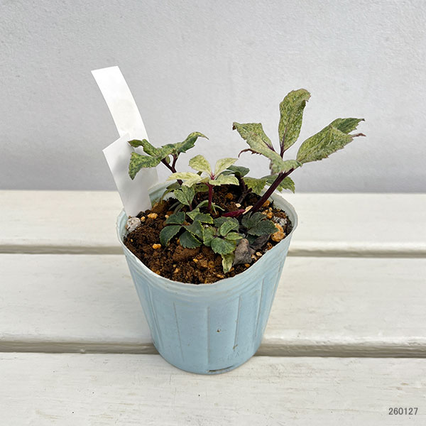 松村ナーセリーさんのクリスマスローズ(原種系):ニゲル 散り斑スパークリング3号ポット