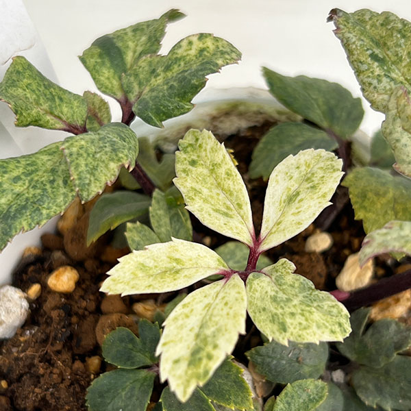 松村ナーセリーさんのクリスマスローズ(原種系):ニゲル 散り斑スパークリング3号ポット