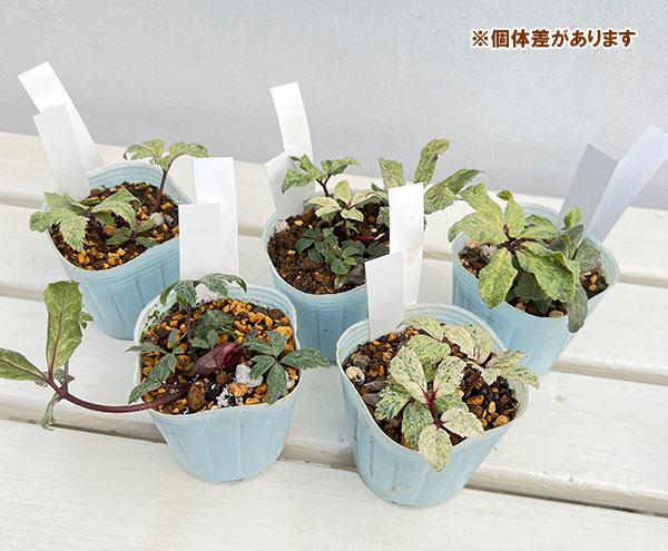 松村ナーセリーさんのクリスマスローズ(原種系):ニゲル 散り斑スパークリング3号ポット