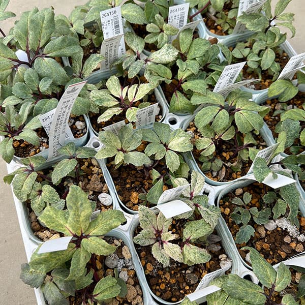 松村ナーセリーさんのクリスマスローズ(原種系):ニゲル 散り斑スパークリング3号ポット