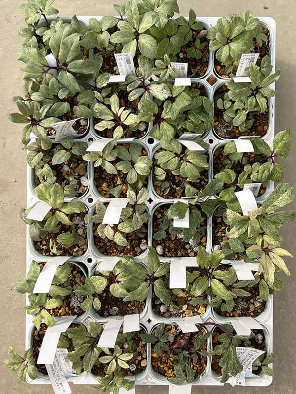 松村ナーセリーさんのクリスマスローズ(原種系):ニゲル 散り斑スパークリング3号ポット