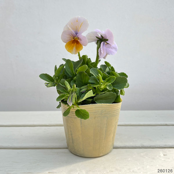 ビオラ：エボルベ　オーララ！舞扇（まいせん）3.5号ポット 3株セット