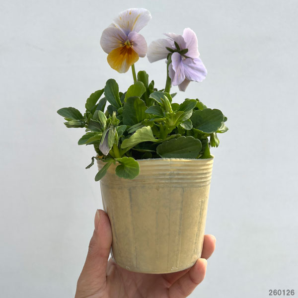 ビオラ：エボルベ　オーララ！舞扇（まいせん）3.5号ポット 3株セット