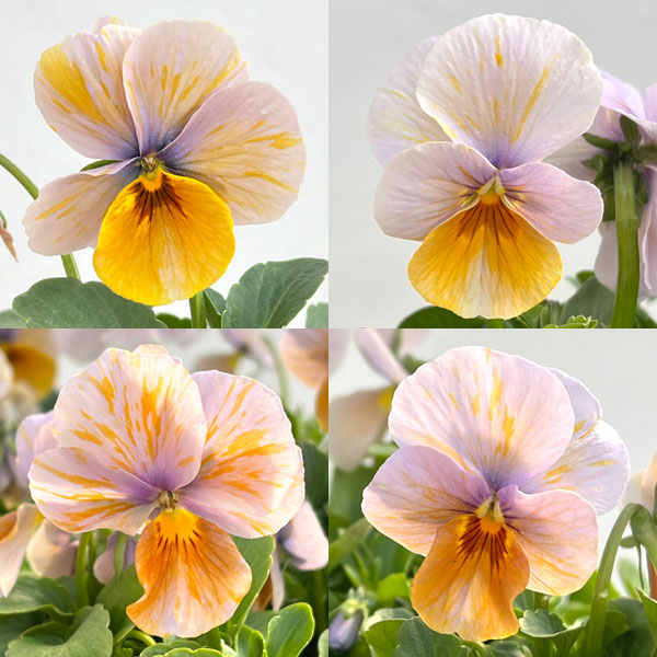 ビオラ：エボルベ　オーララ！舞扇（まいせん）3.5号ポット 3株セット