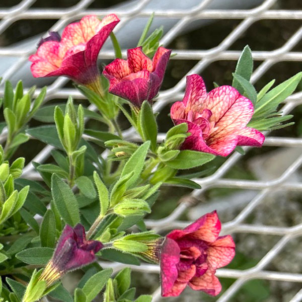 [26年4月下旬予約]カリブラコア八重咲：ネオダブル アプリコットレッド3.5号ポット