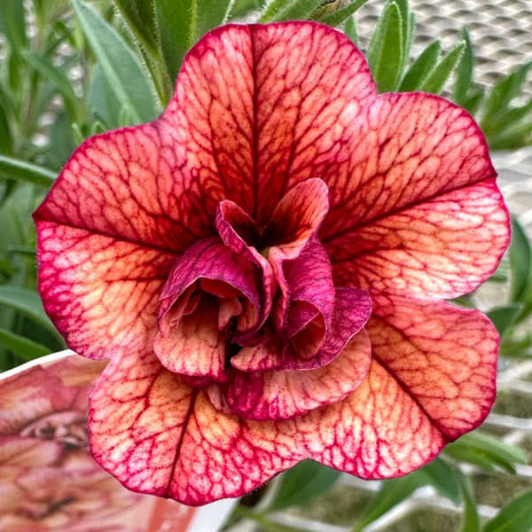 [26年4月下旬予約]カリブラコア八重咲：ネオダブル アプリコットレッド3.5号ポット