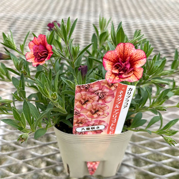 [26年4月下旬予約]カリブラコア八重咲：ネオダブル アプリコットレッド3.5号ポット