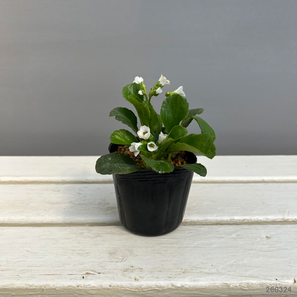 ベルゲニア（ヒマラヤユキノシタ）：スノータイム3号ポット[4月頃開花　白大輪の花を咲かせる多年草　グランドカバーに]