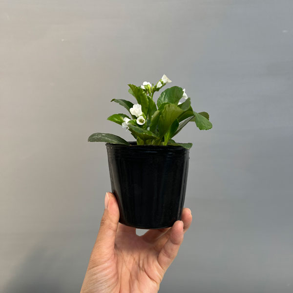 ベルゲニア（ヒマラヤユキノシタ）：スノータイム3号ポット[4月頃開花　白大輪の花を咲かせる多年草　グランドカバーに]