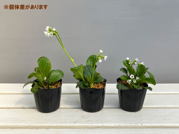 ベルゲニア（ヒマラヤユキノシタ）：スノータイム3号ポット[4月頃開花　白大輪の花を咲かせる多年草　グランドカバーに]