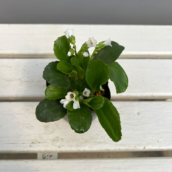 ベルゲニア（ヒマラヤユキノシタ）：スノータイム3号ポット[4月頃開花　白大輪の花を咲かせる多年草　グランドカバーに]