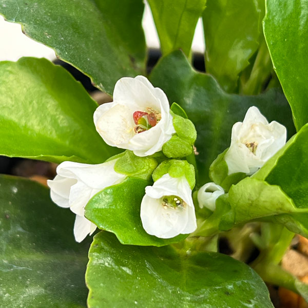 ベルゲニア（ヒマラヤユキノシタ）：スノータイム3号ポット[4月頃開花　白大輪の花を咲かせる多年草　グランドカバーに]