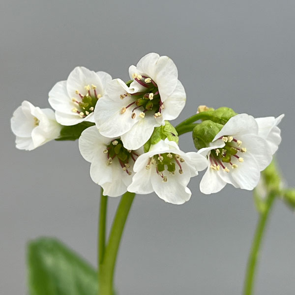 ベルゲニア（ヒマラヤユキノシタ）：スノータイム3号ポット[4月頃開花　白大輪の花を咲かせる多年草　グランドカバーに]